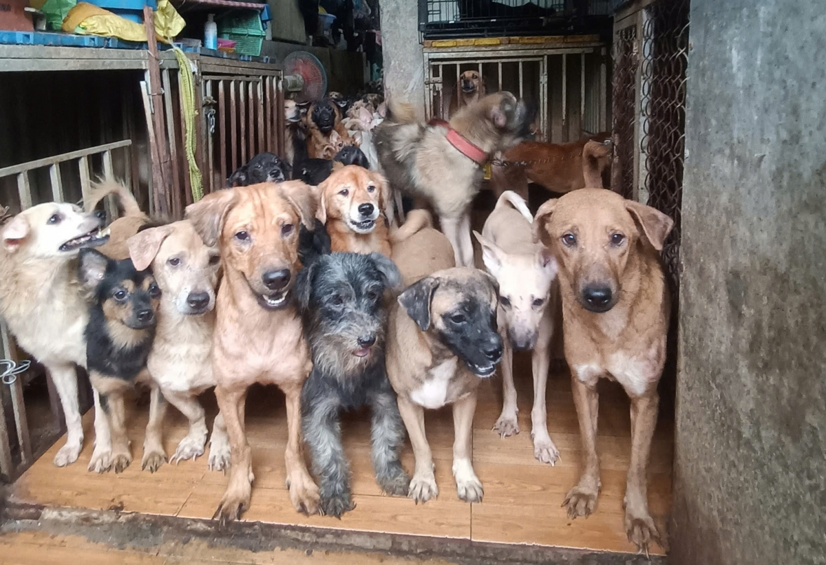 Cuộc sống của cặp vợ chồng cưu mang hàng trăm chú chó mèo bị bỏ rơi